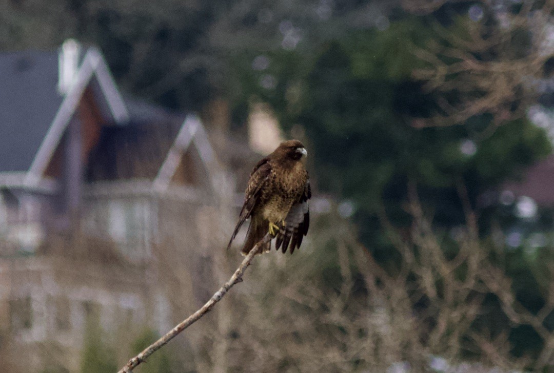 Red-tailed Hawk - ML197998711