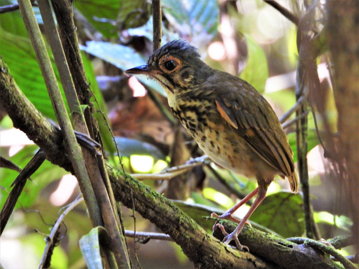 Spotted Antpitta - ML197998841