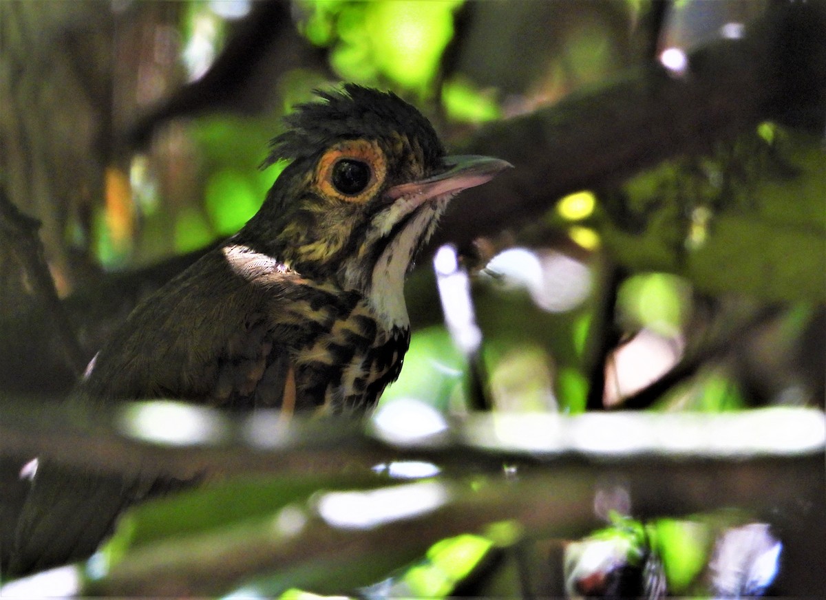 Spotted Antpitta - ML197998851