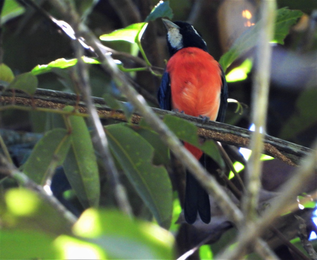 Rose-breasted Chat - Luis Urueña - Manakin Nature Tours