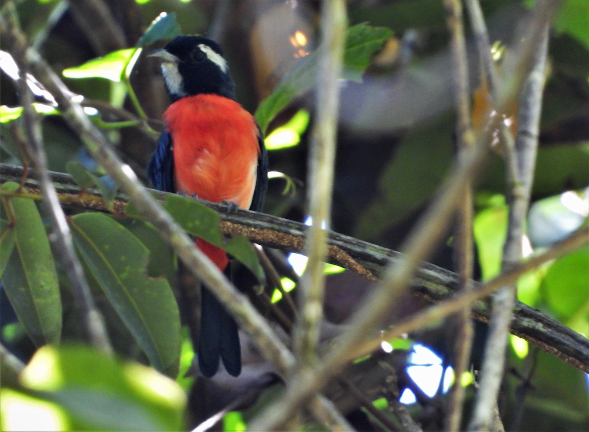 Rose-breasted Chat - Luis Urueña - Manakin Nature Tours