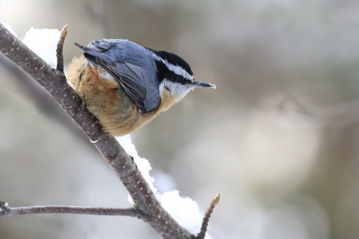 Red-breasted Nuthatch - ML198001011