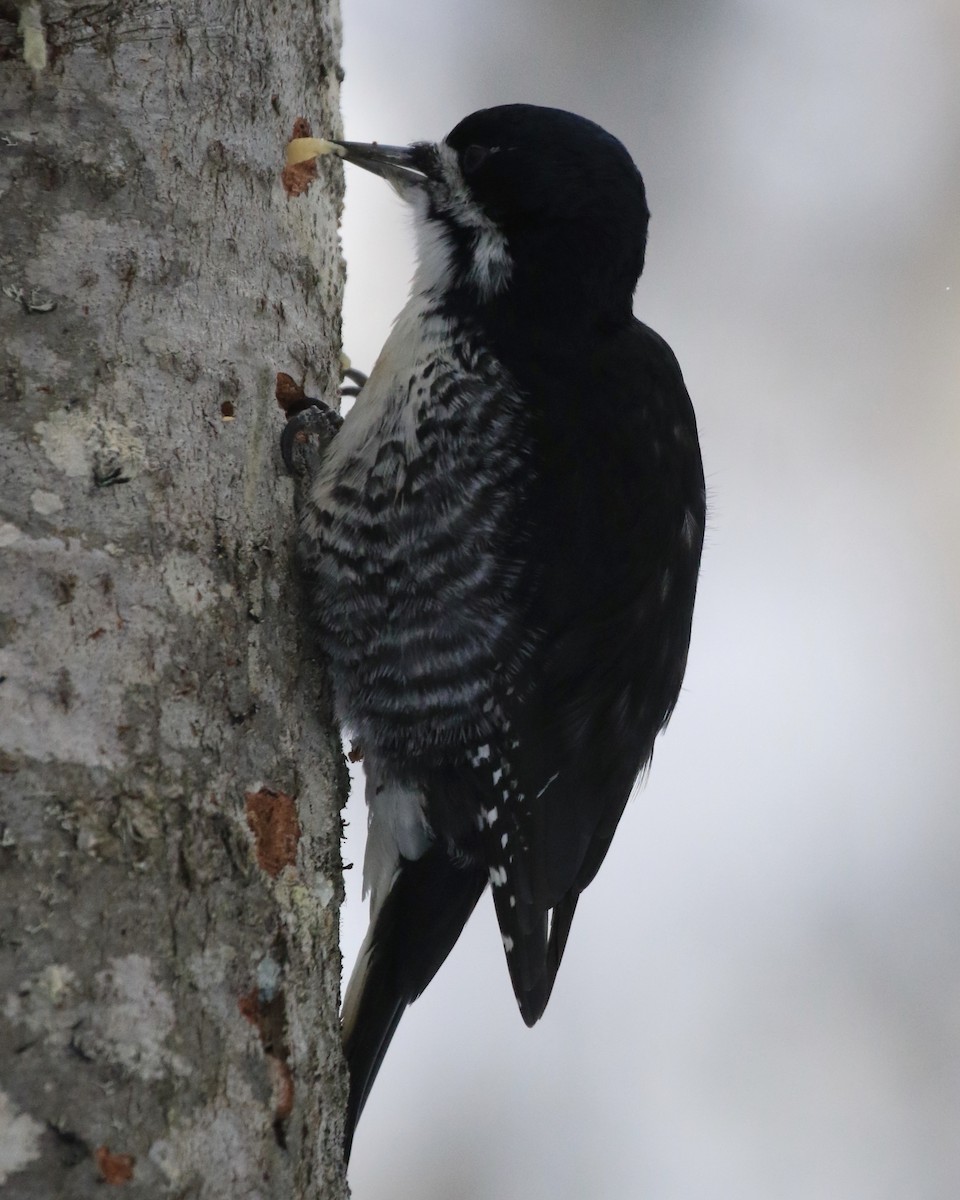 Black-backed Woodpecker - Denis Tétreault
