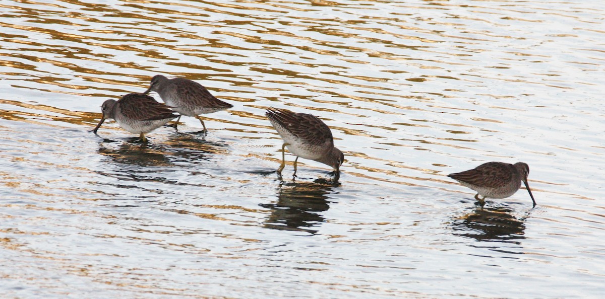 Long-billed Dowitcher - ML198001931