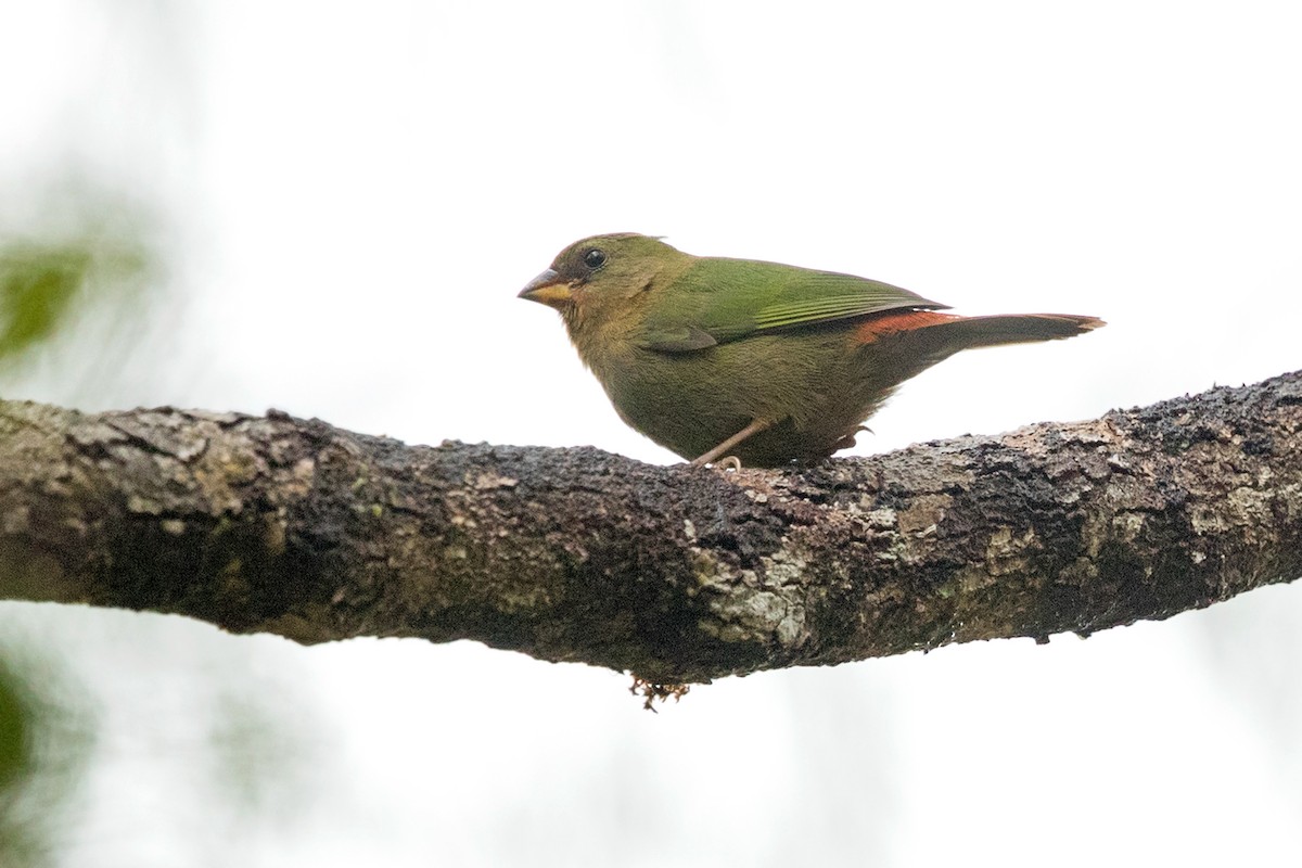 Red-throated Parrotfinch - ML198003941