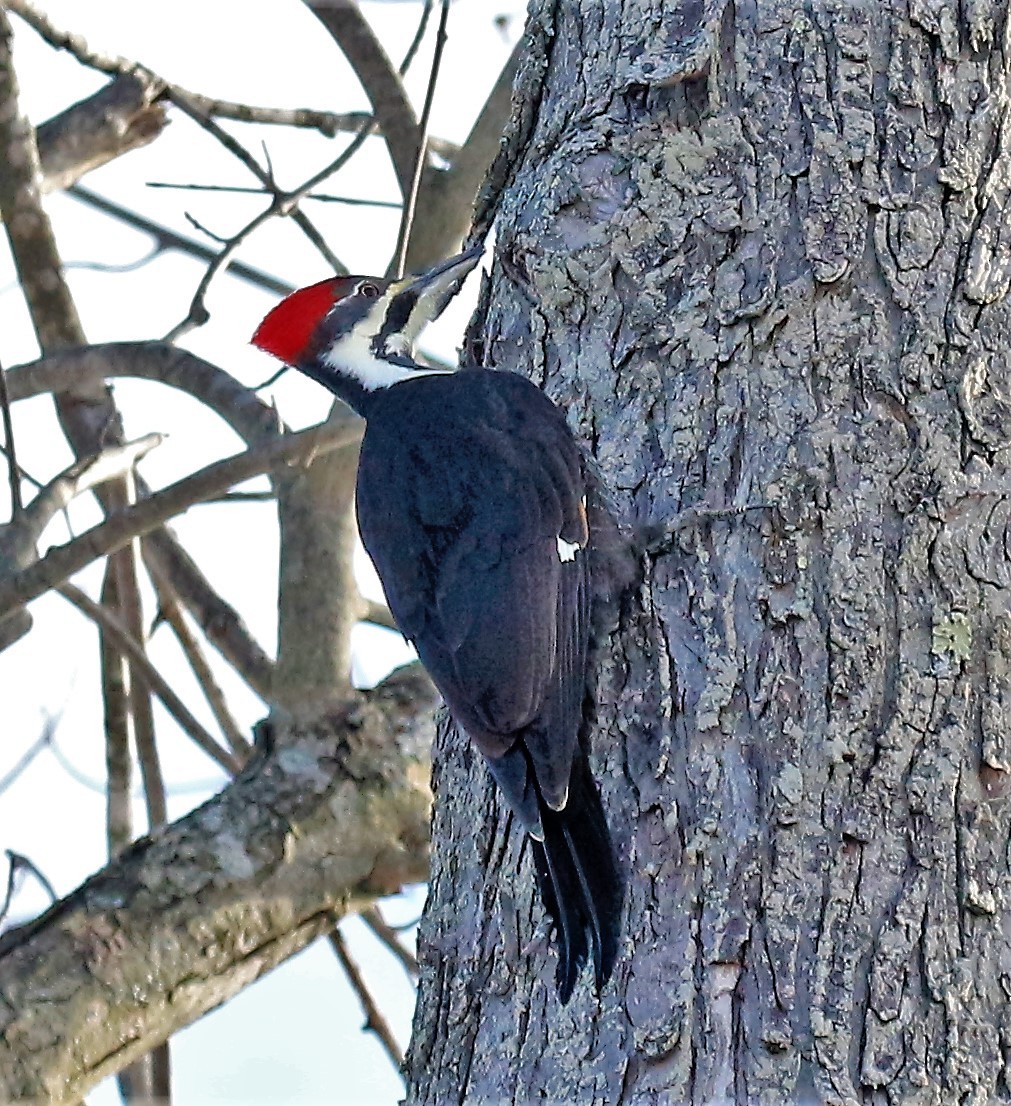 Pileated Woodpecker - Theresa Gessing