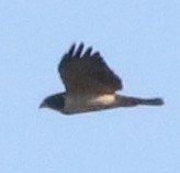White-tailed Hawk - ML198011041