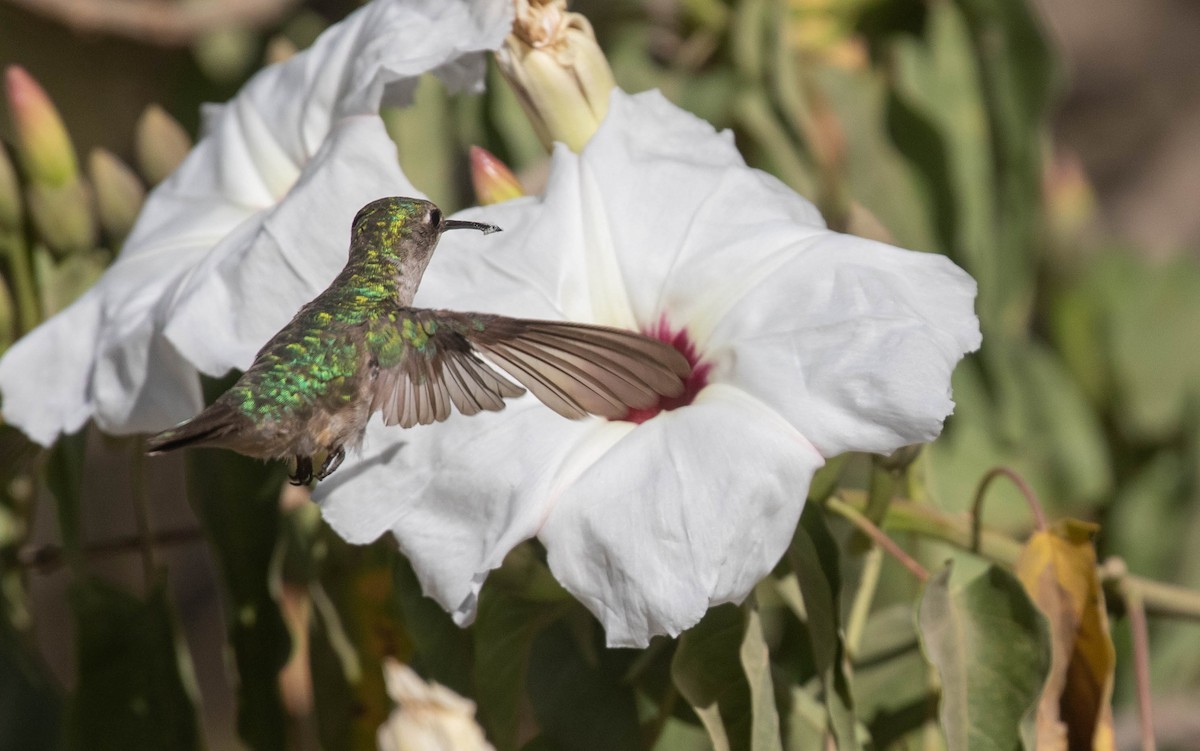 Ruby-throated Hummingbird - Doug Gochfeld