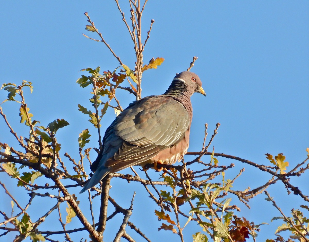 Band-tailed Pigeon - Pair of Wing-Nuts