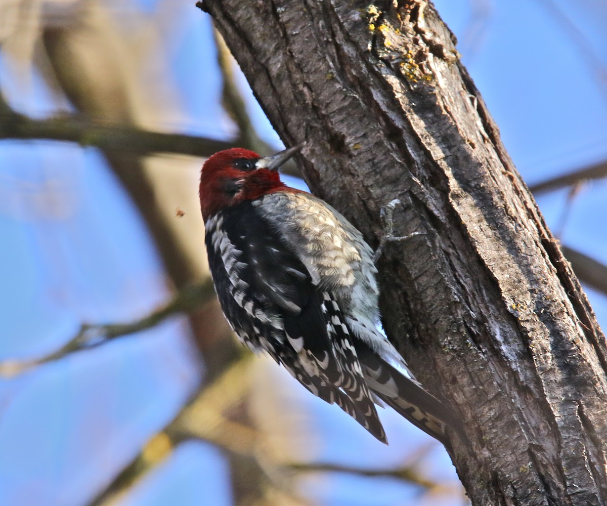Red-breasted Sapsucker - ML198013771