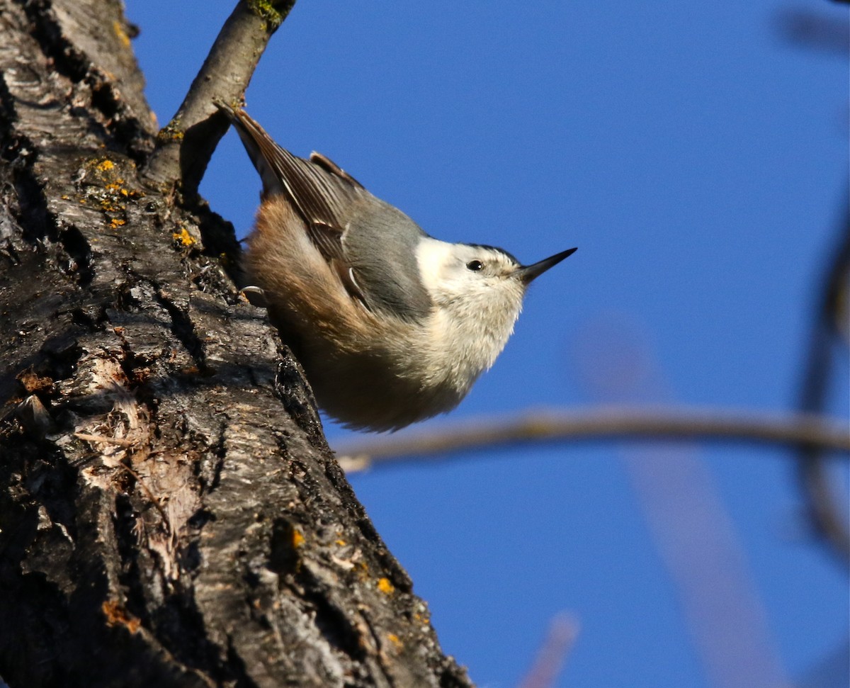 White-breasted Nuthatch - ML198013871