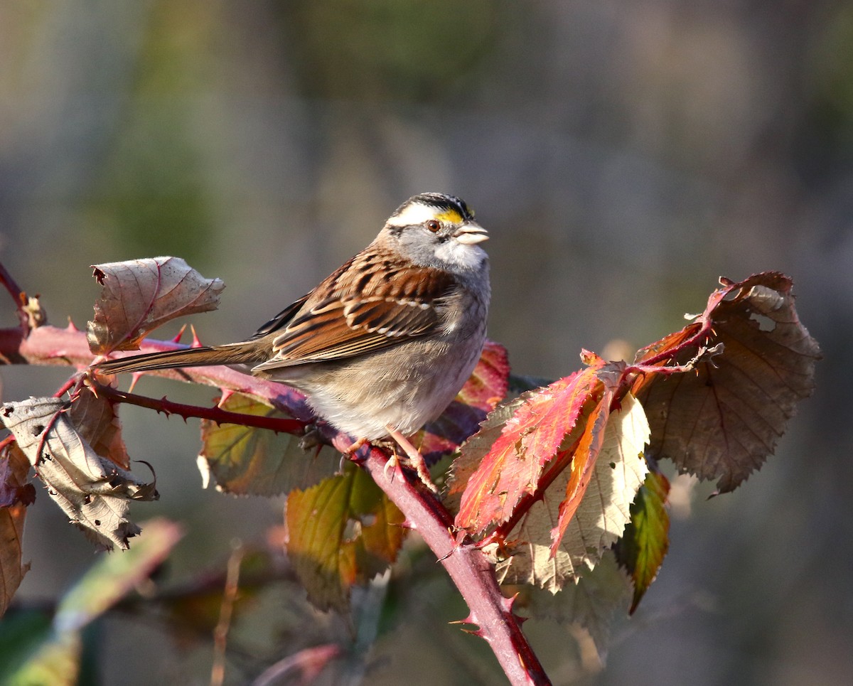 White-throated Sparrow - ML198013941