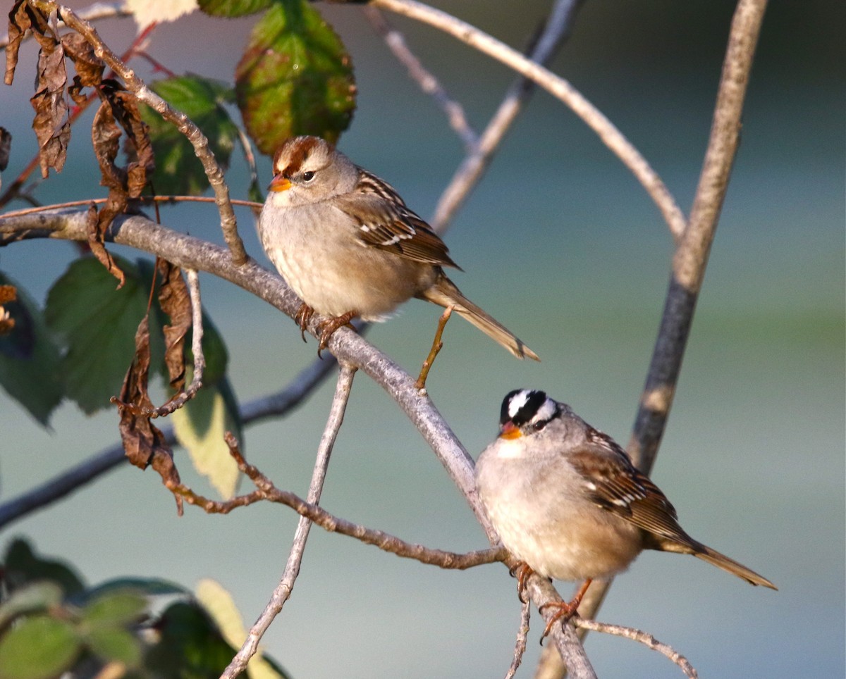 White-crowned Sparrow - ML198014001