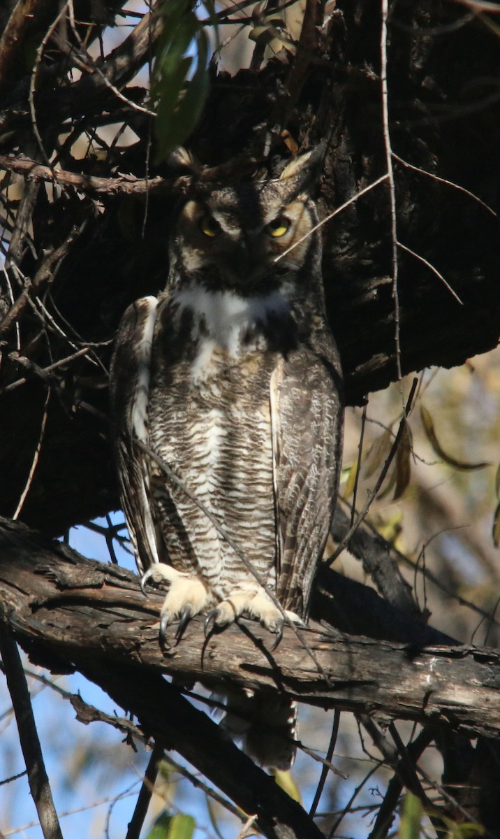 Great Horned Owl - ML198016211