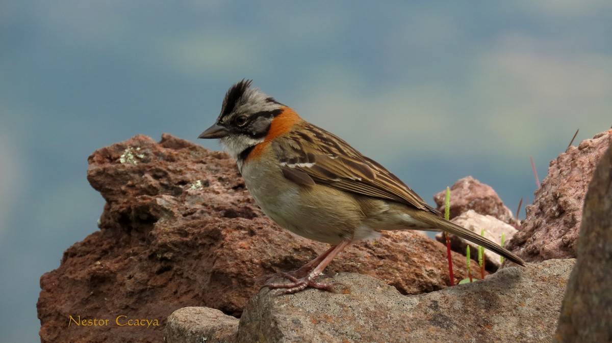 Rufous-collared Sparrow - ML198017721