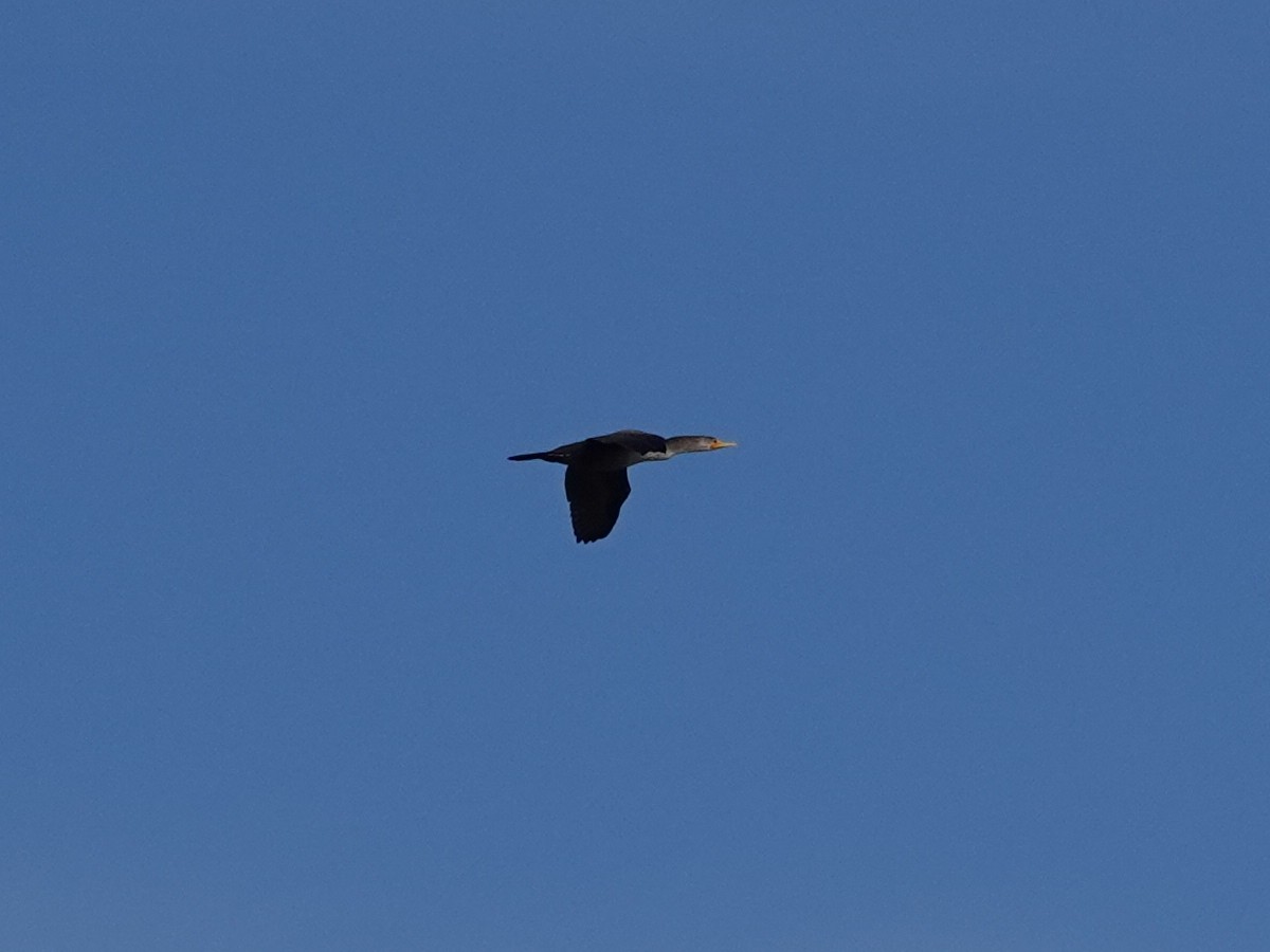 Double-crested Cormorant - Norman Uyeda