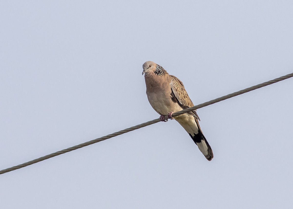 Spotted Dove - Stephen Murray