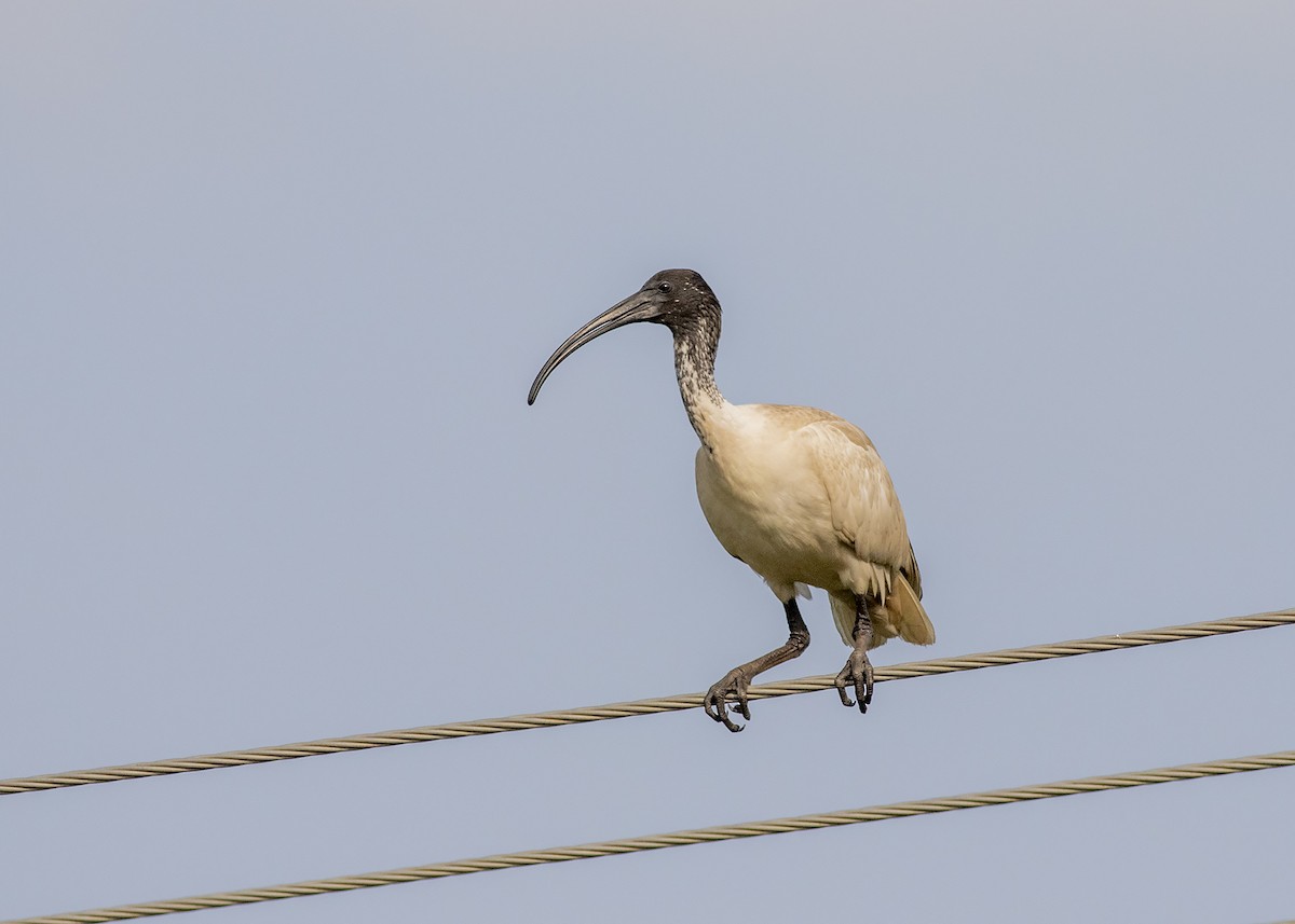 ibis australský - ML198019961