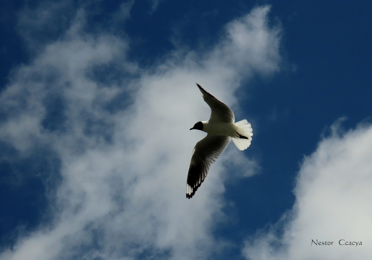 Andean Gull - Nestor Ccacya Baca