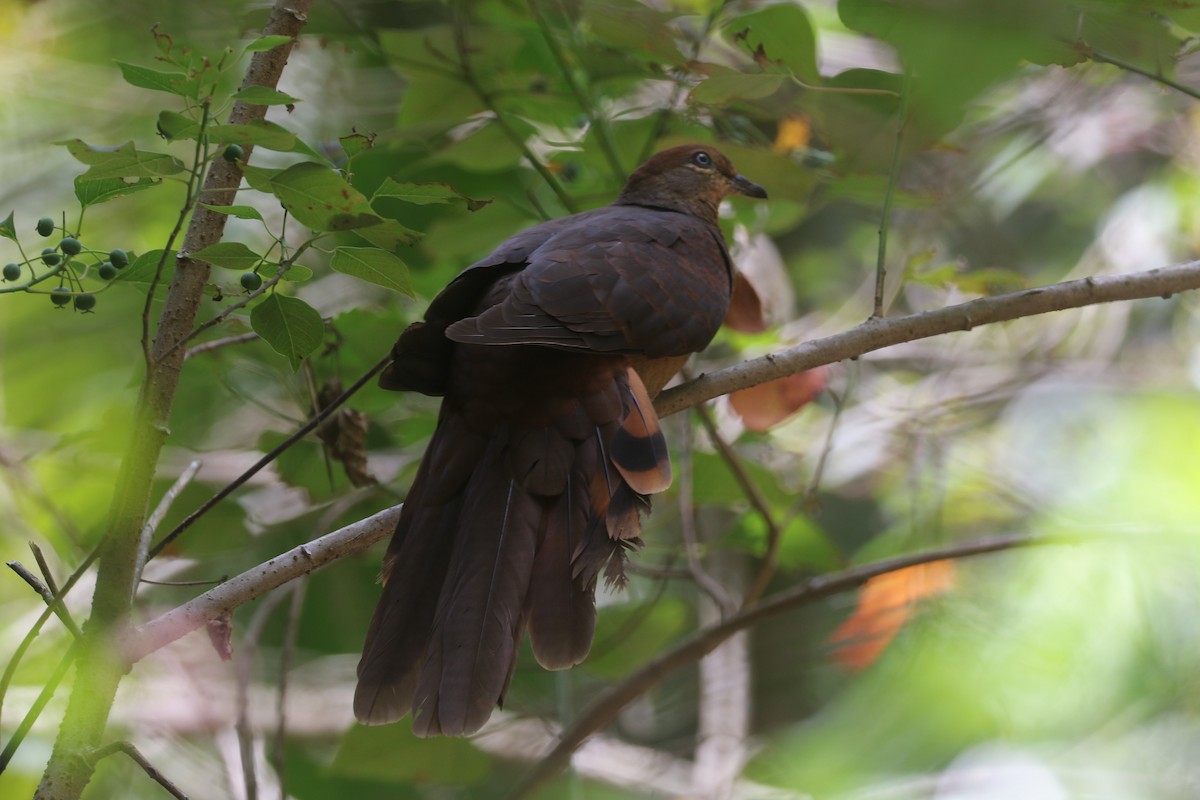 Brown Cuckoo-Dove - ML198023301