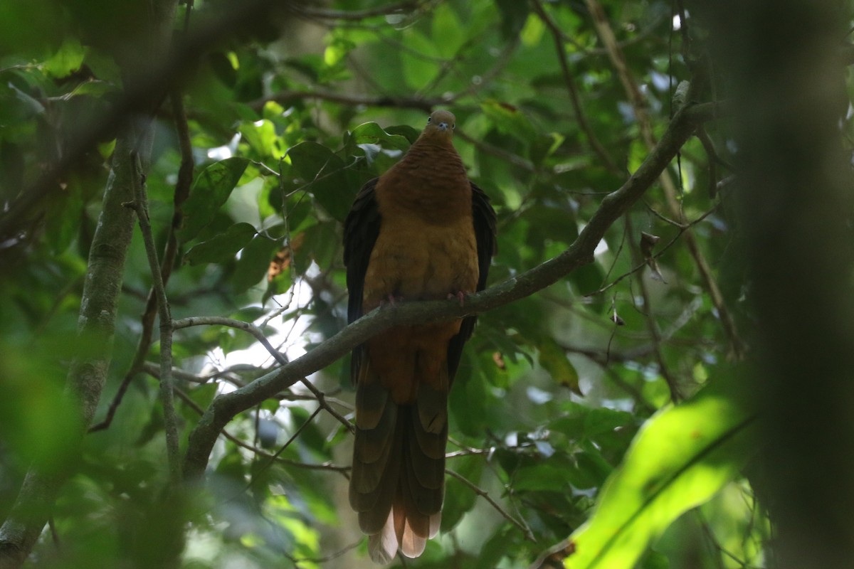 Brown Cuckoo-Dove - ML198023341
