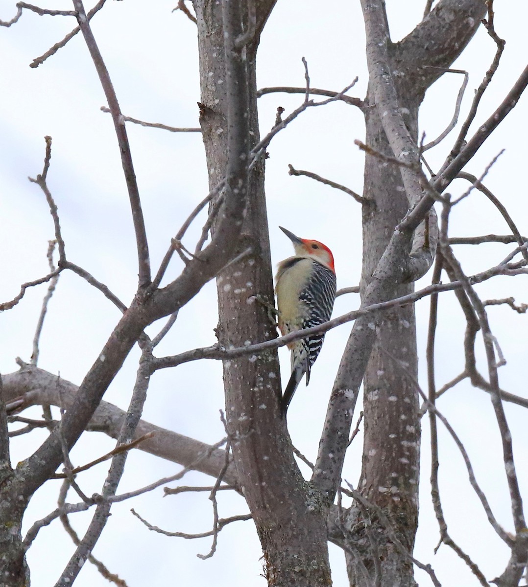 Red-bellied Woodpecker - michael arthurs