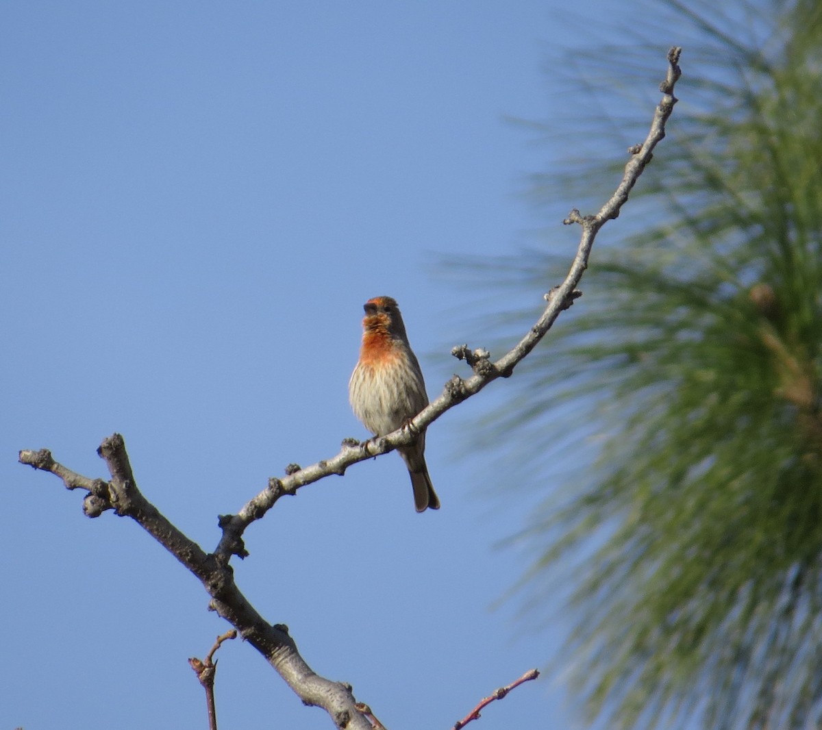 House Finch - Brittany O'Connor