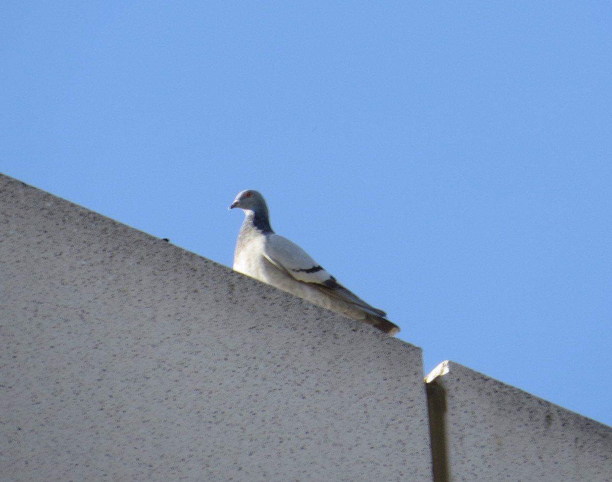Rock Pigeon (Feral Pigeon) - ML198029571