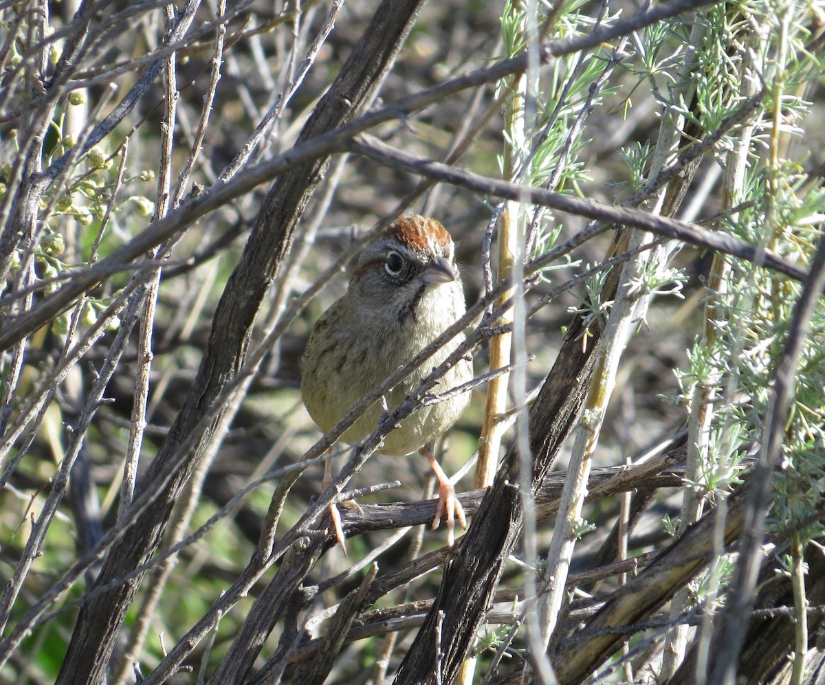 Rufous-crowned Sparrow - ML198030571