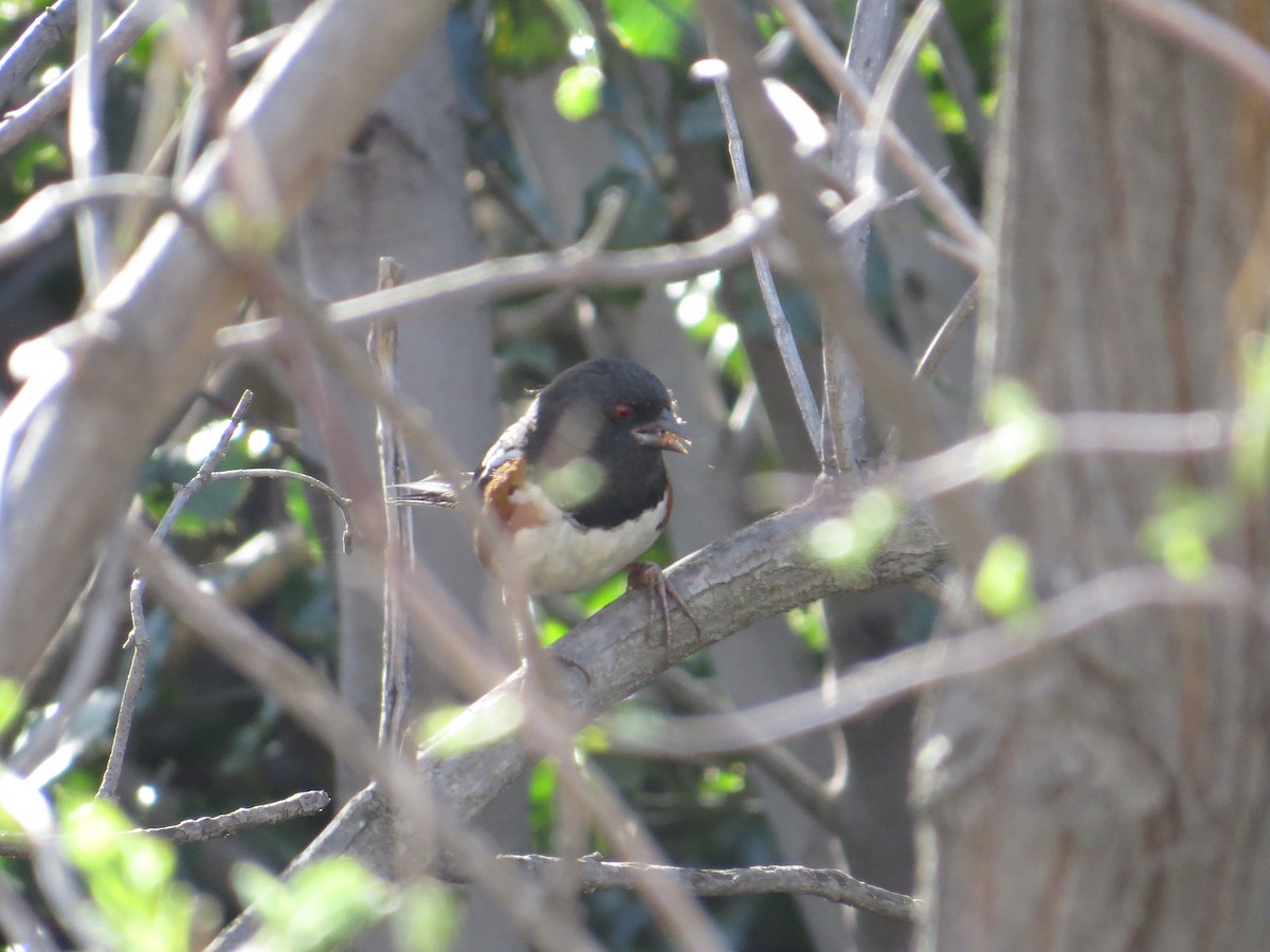 Spotted Towhee - ML198030751
