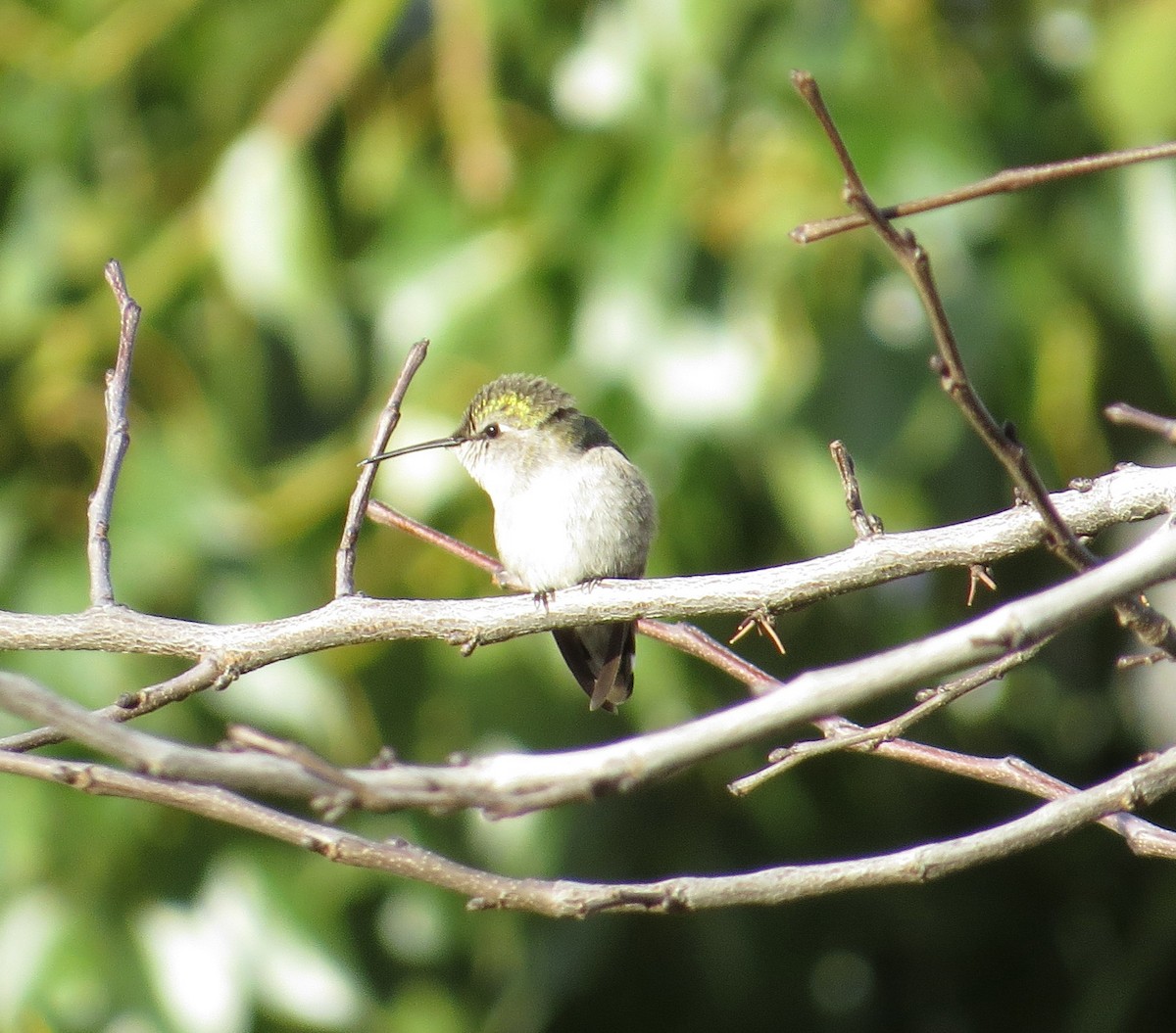 Costa's Hummingbird - ML198030881