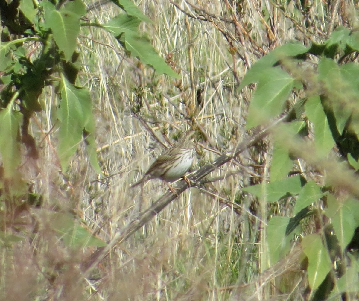 Savannah Sparrow (Savannah) - ML198031331