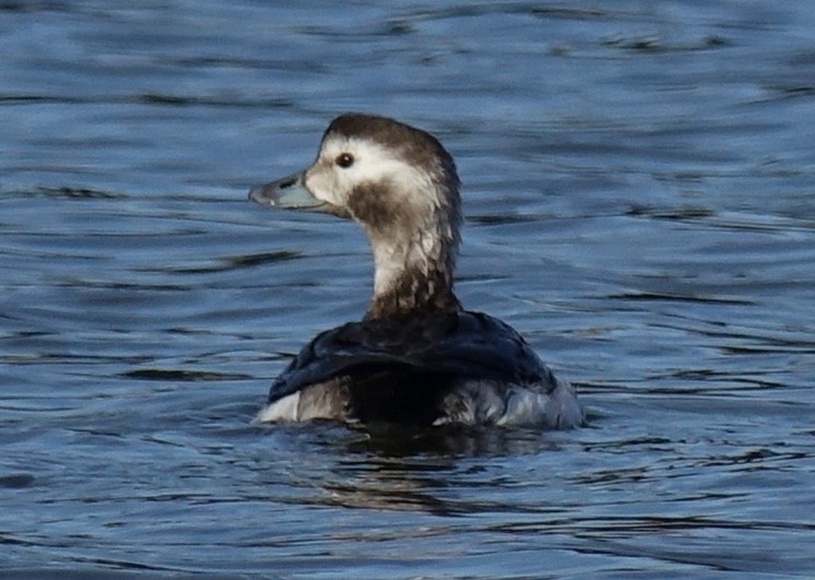 Long-tailed Duck - ML198039271