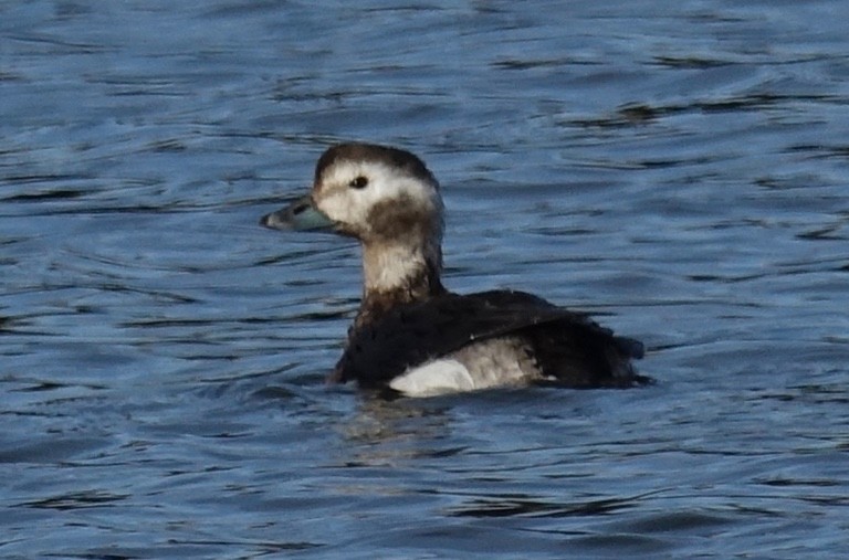 Long-tailed Duck - ML198039311