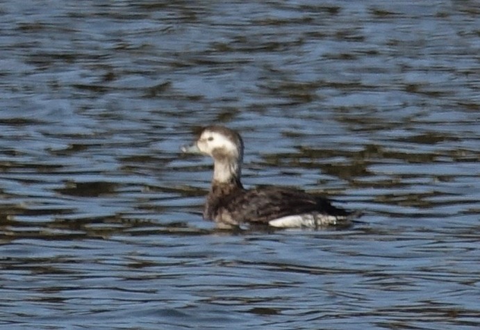 Long-tailed Duck - ML198039401