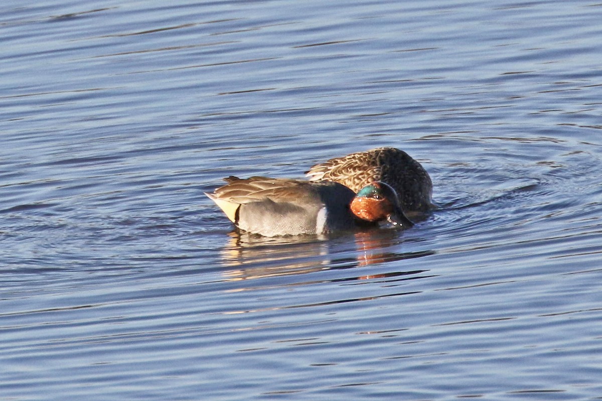 Green-winged Teal - ML198041661