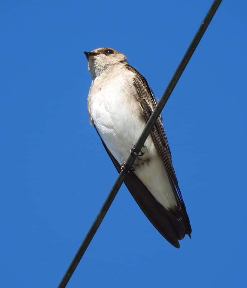 Northern Rough-winged Swallow - ML198042291