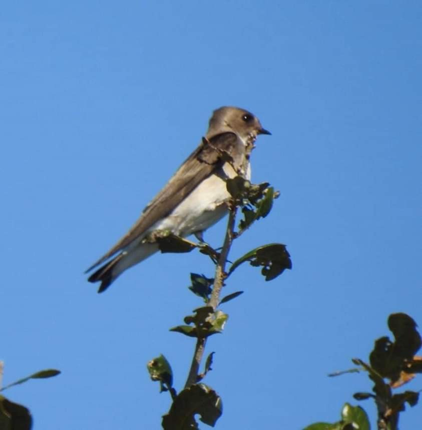 Northern Rough-winged Swallow - ML198042301
