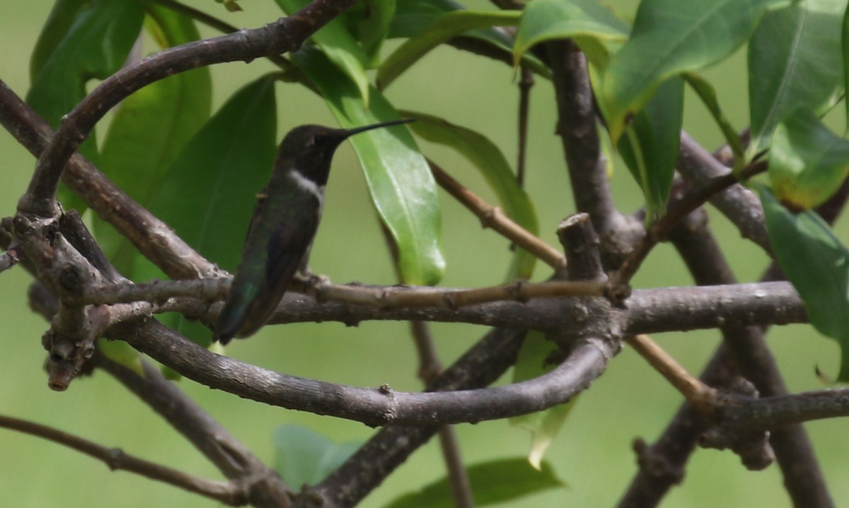 Black-chinned Hummingbird - Michael Woodruff