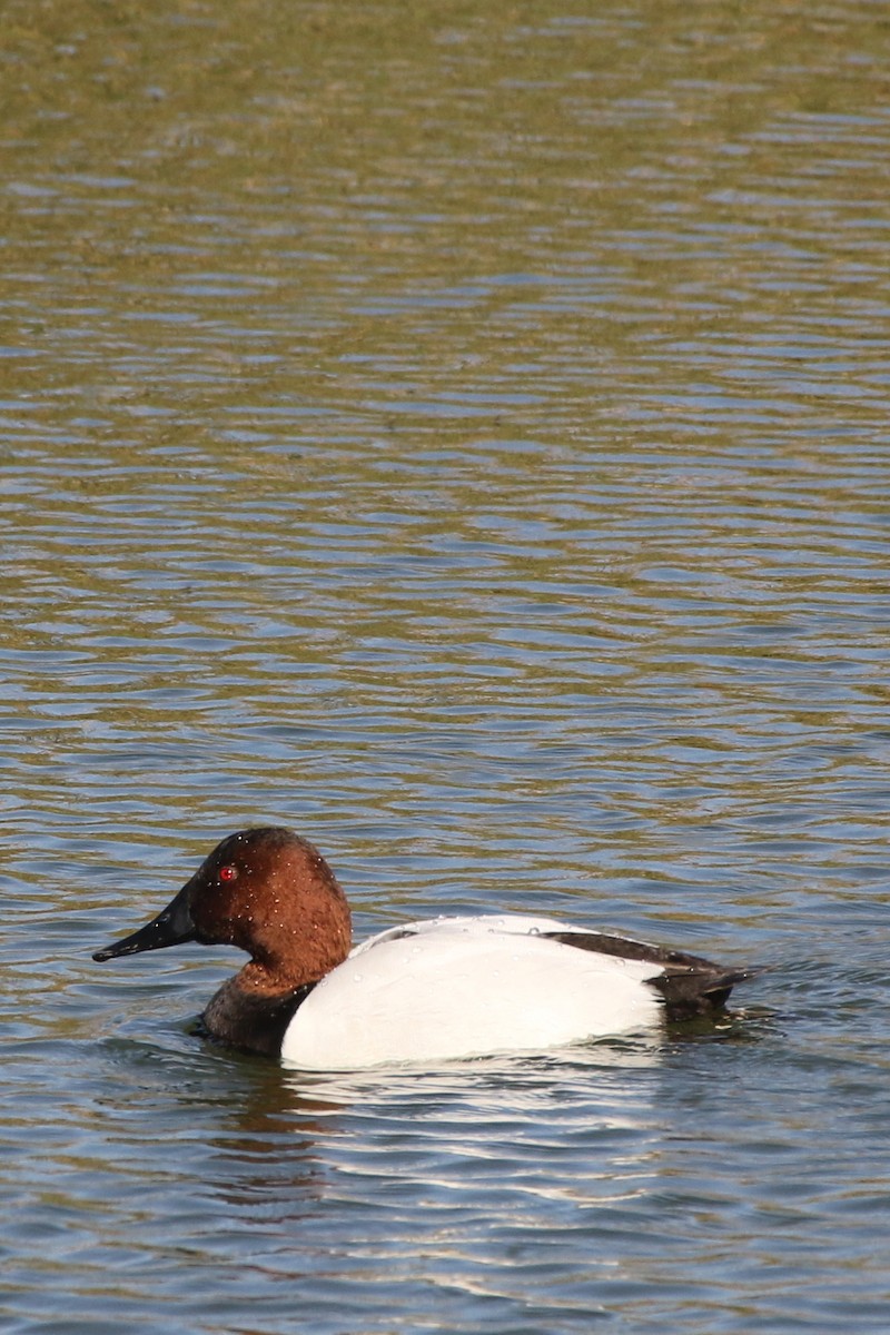 Canvasback - Don Brode
