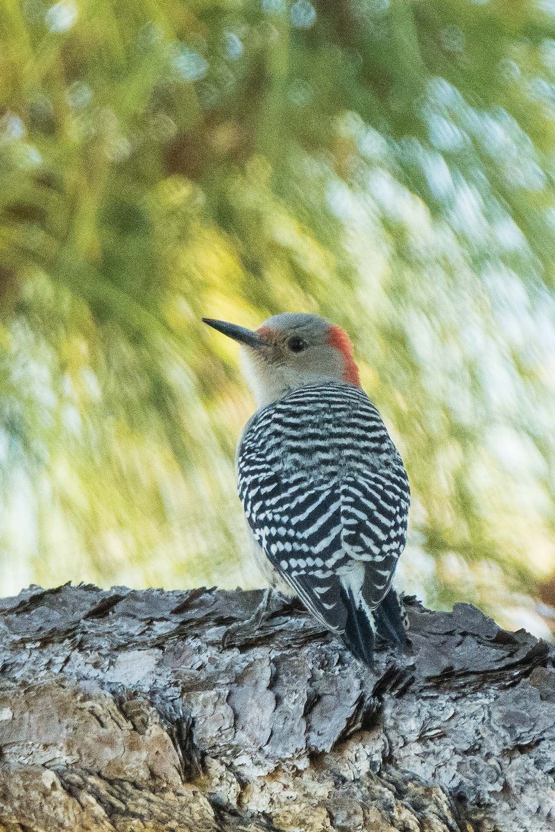 Red-bellied Woodpecker - ML198047131