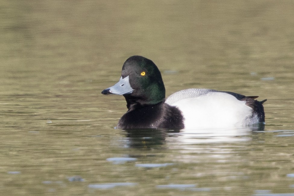 Greater Scaup - ML198048461