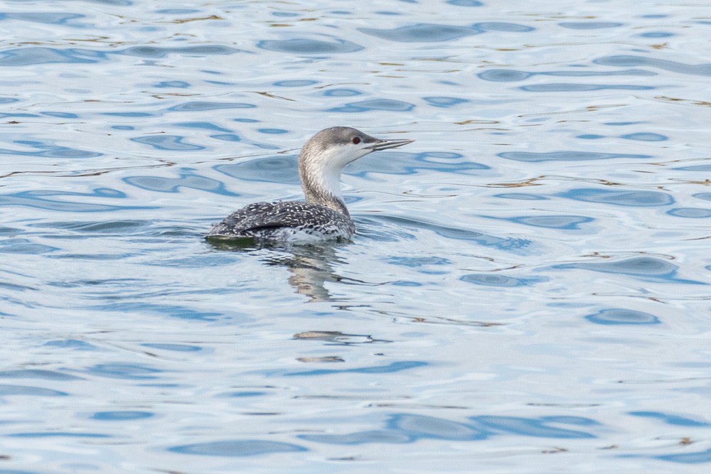 Red-throated Loon - ML198050291