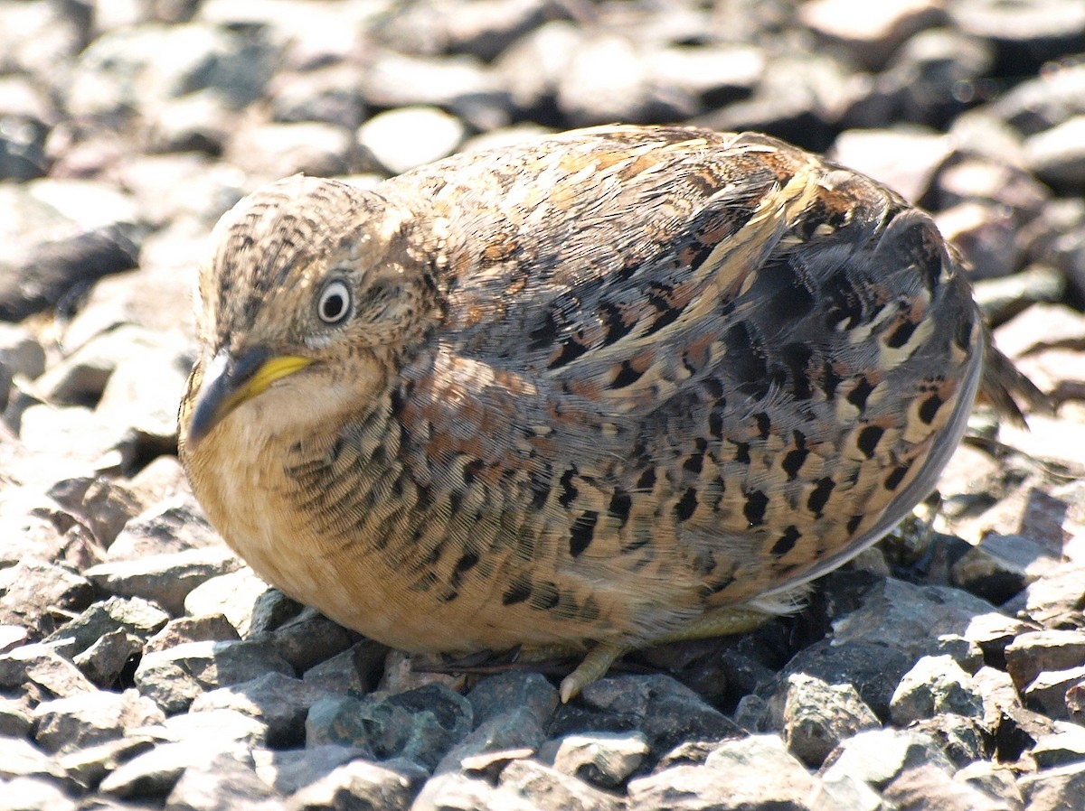 Red-backed Buttonquail - ML198051941