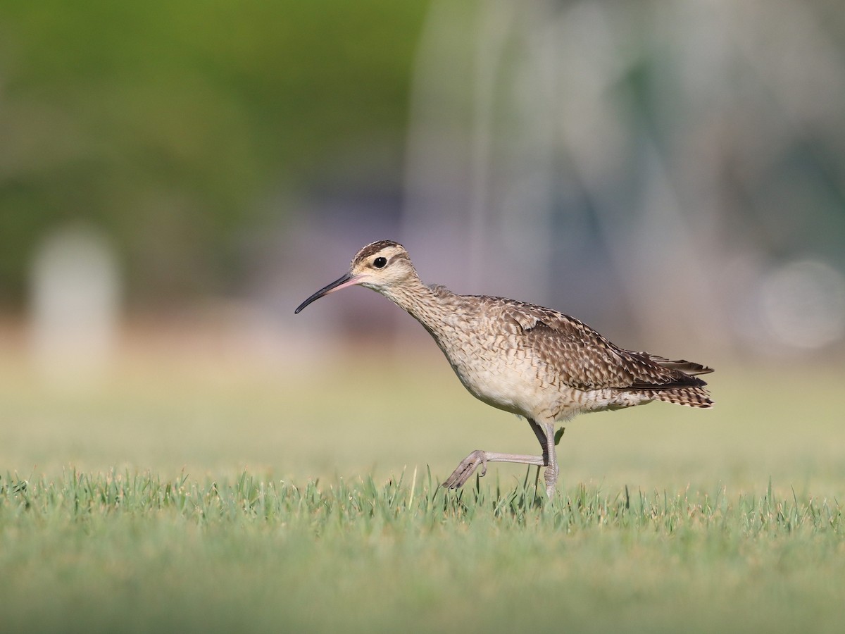 Little Curlew - ML198052301