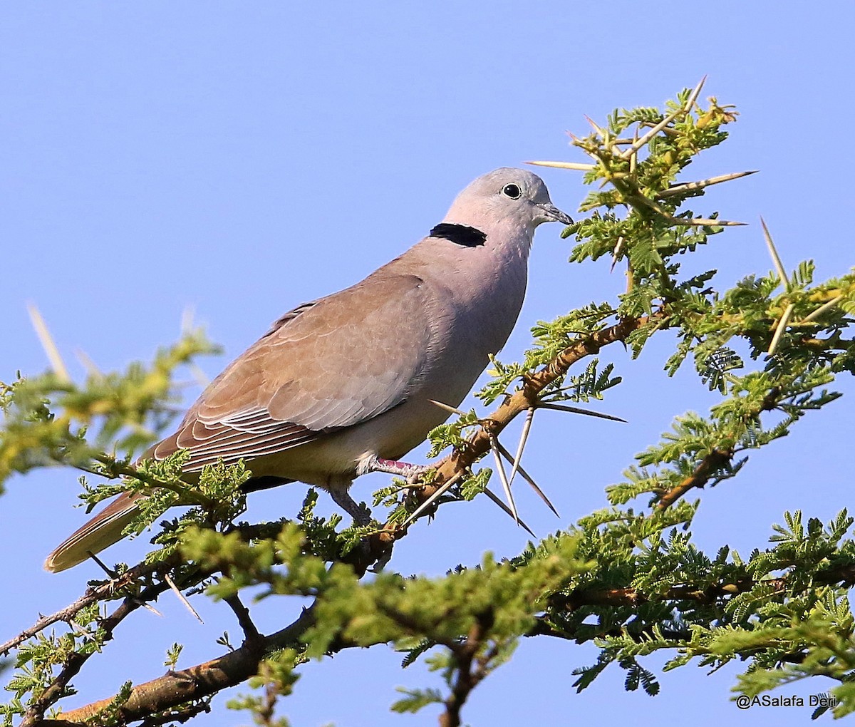 African Collared-Dove - ML198055611