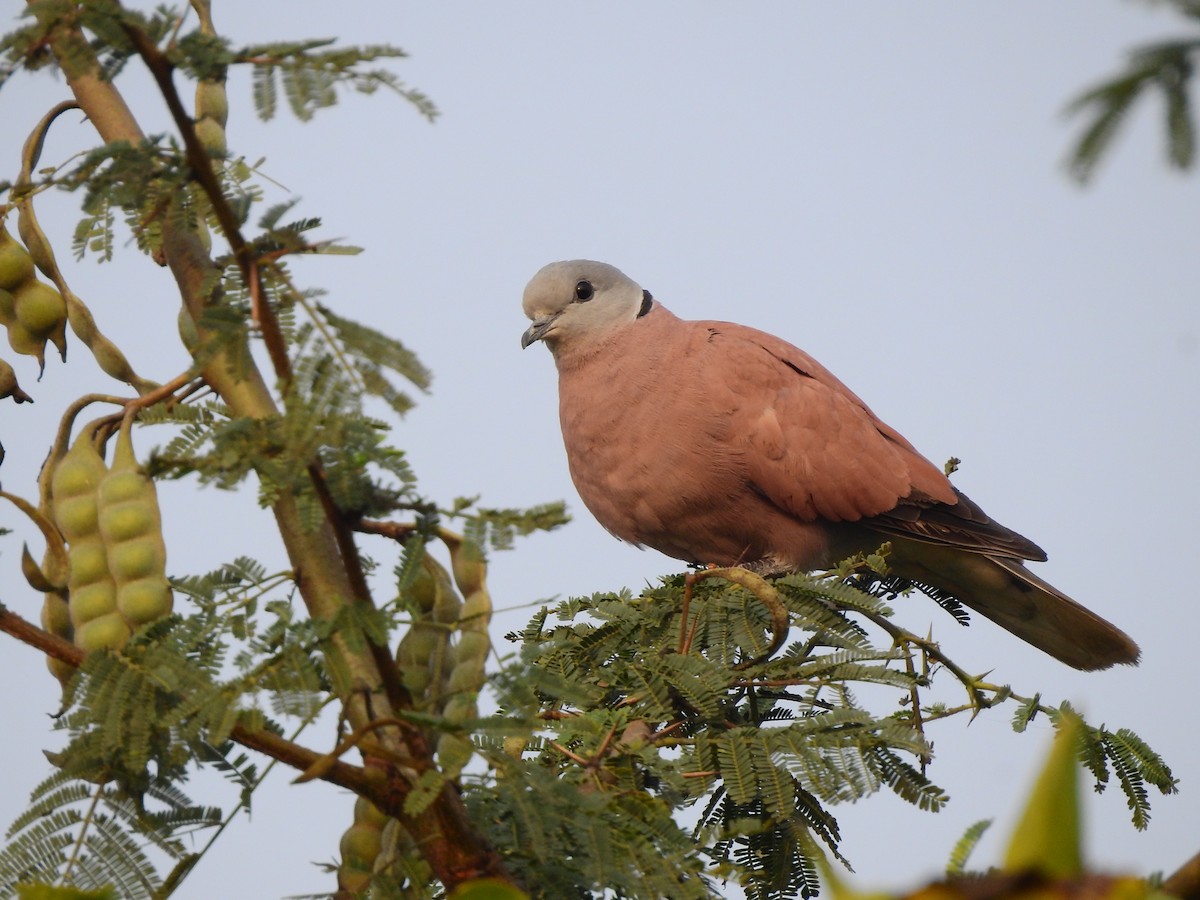 Red Collared-Dove - Ajay Agarwal