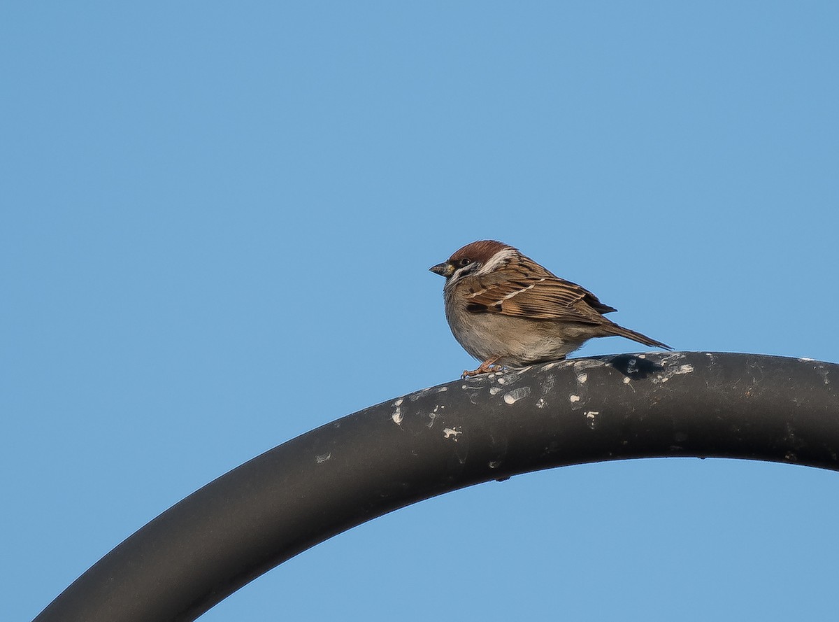 Eurasian Tree Sparrow - ML198067761