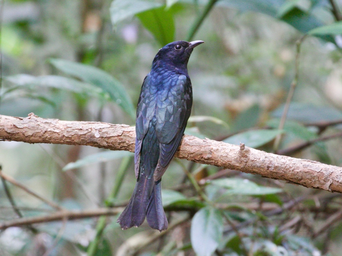 Square-tailed Drongo-Cuckoo - ML198068441