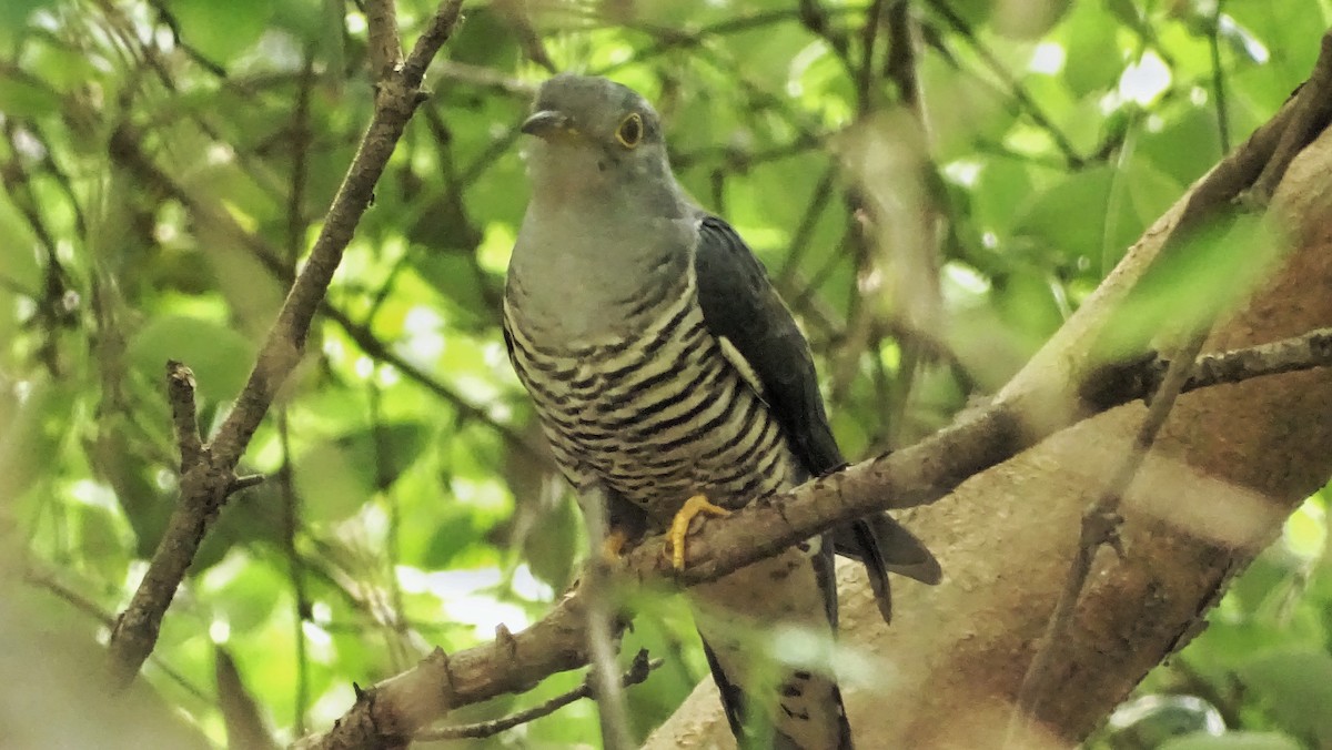 Oriental Cuckoo - Kim Cancino
